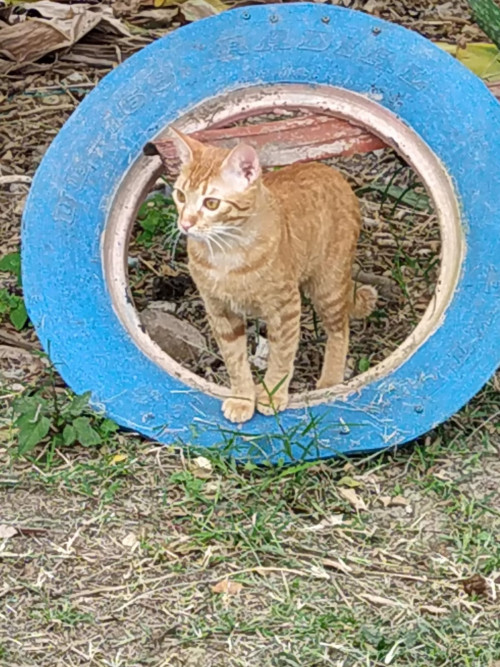 Emilio