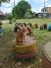 Foto de Emilio en Pitalito Huila #4