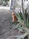 Foto de Emilio en Pitalito Huila #2
