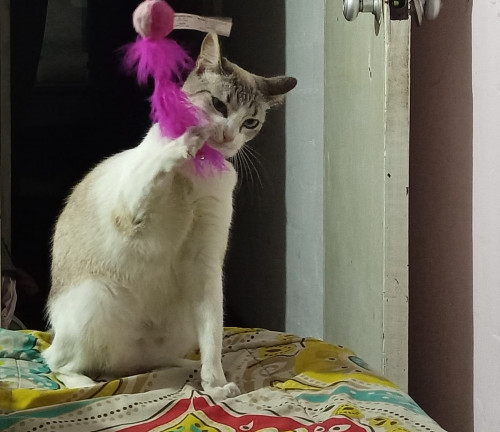 Lilu