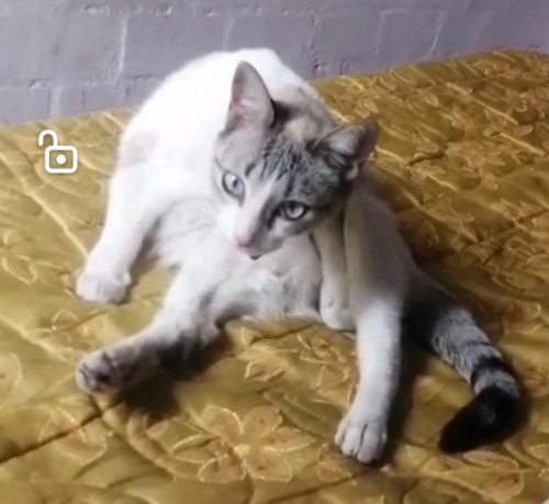 Lilu