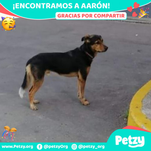 Foto de mascota Aarón