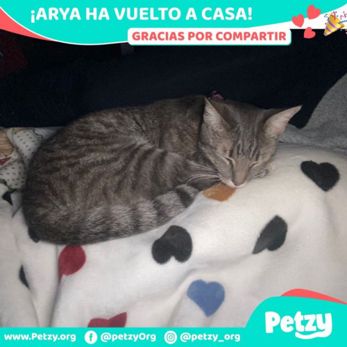 Foto de mascota Arya