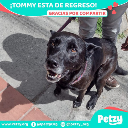 Foto de mascota Tommy 