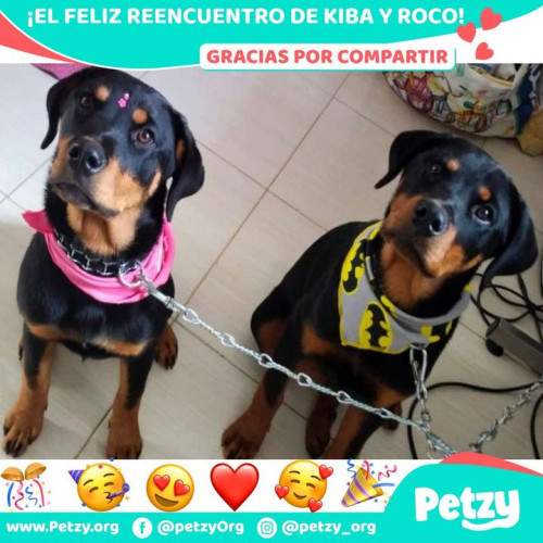 Foto de mascota Kiba Y Roco