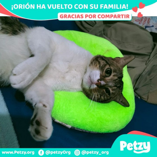 Foto de mascota Orión