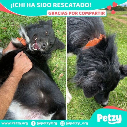 Foto de mascota Ichi