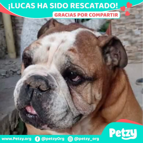 Foto de mascota Lucas