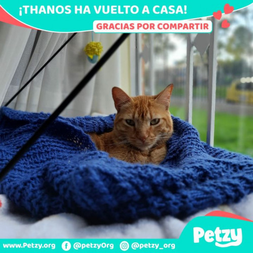 Foto de mascota Thanos