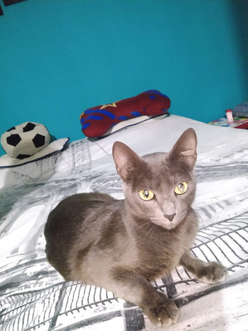 Niña