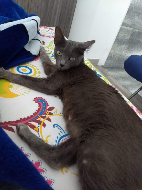 Niña