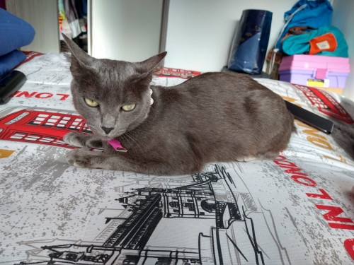 Niña