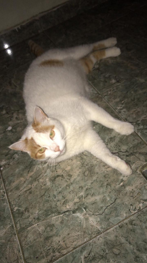 Bruno