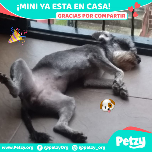 Foto de mascota Mini