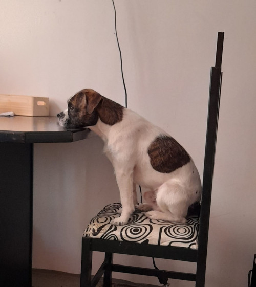 Lucas