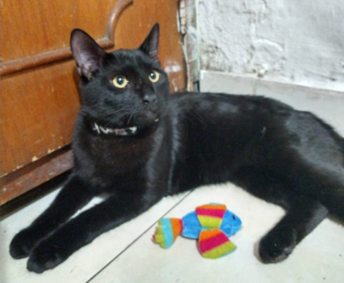 Damian