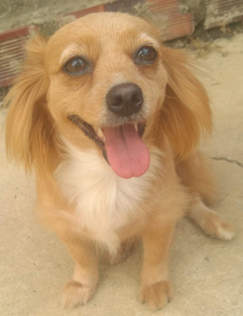 Muñeca