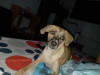 Foto de Cooky en Neiva Huila #1