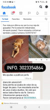 Foto de Reciente Rescatada en Medellín Antioquia #3