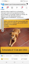 Foto de Reciente Rescatada en Medellín Antioquia #2