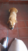 Foto de Reciente Rescatada en Medellín Antioquia #0