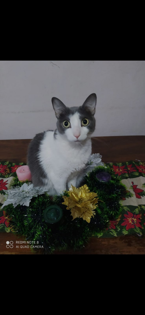 Lily