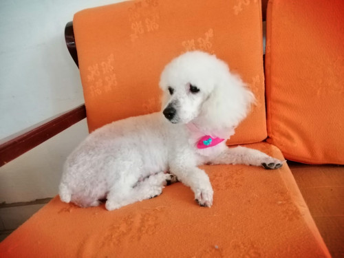 Juanita Y Lolita 