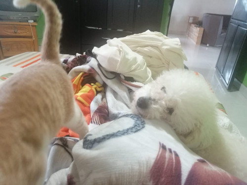 Juanita Y Lolita 
