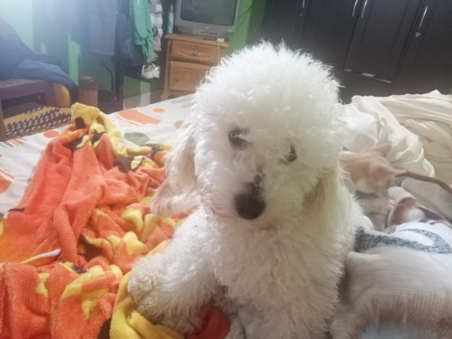 Juanita Y Lolita 