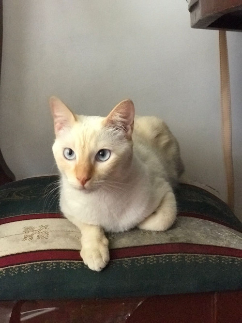 Fiona 