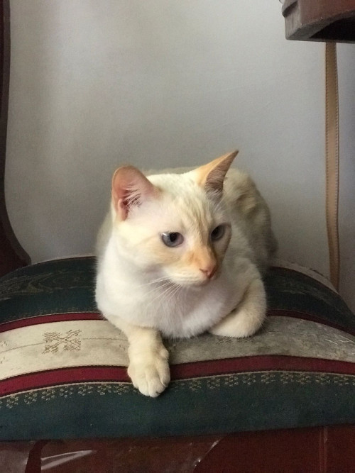 Fiona 