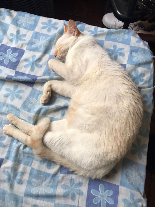 Fiona 