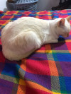 Foto de Fiona  en Cali Valle del Cauca #19