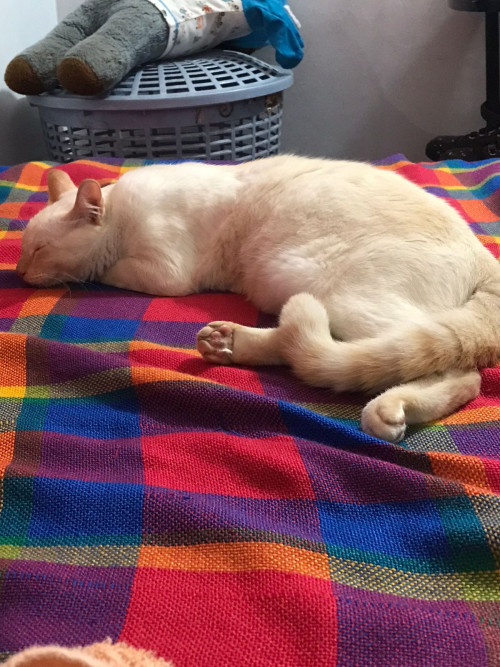 Fiona 