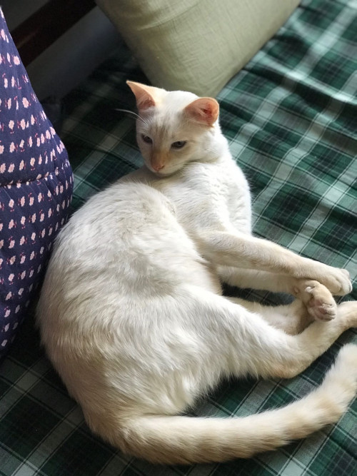 Fiona 