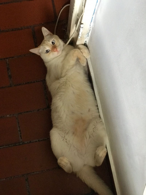 Fiona 