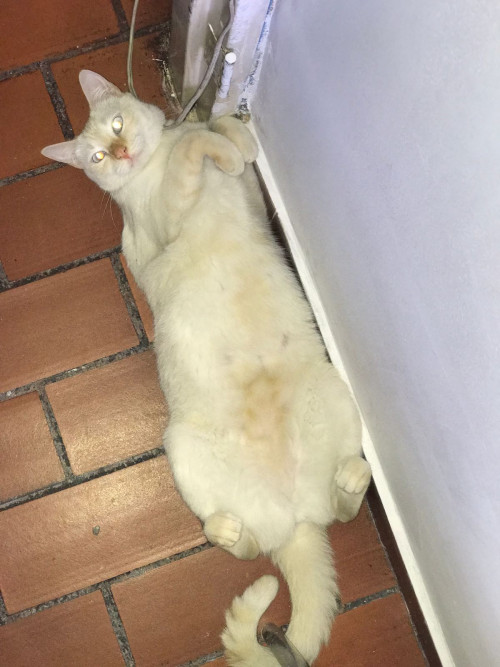 Fiona 