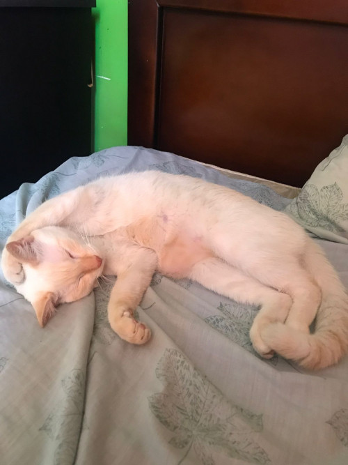 Fiona 