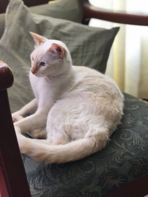 Fiona 