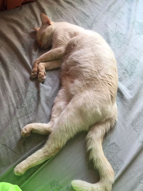 Fiona 