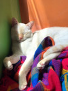 Foto de Fiona  en Cali Valle del Cauca #9