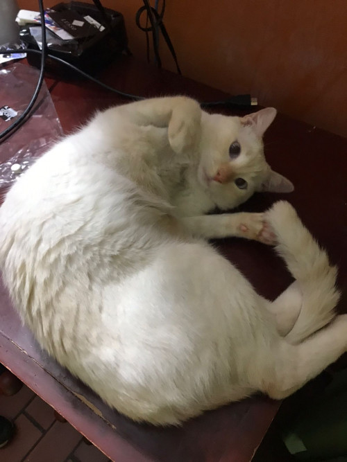 Fiona 
