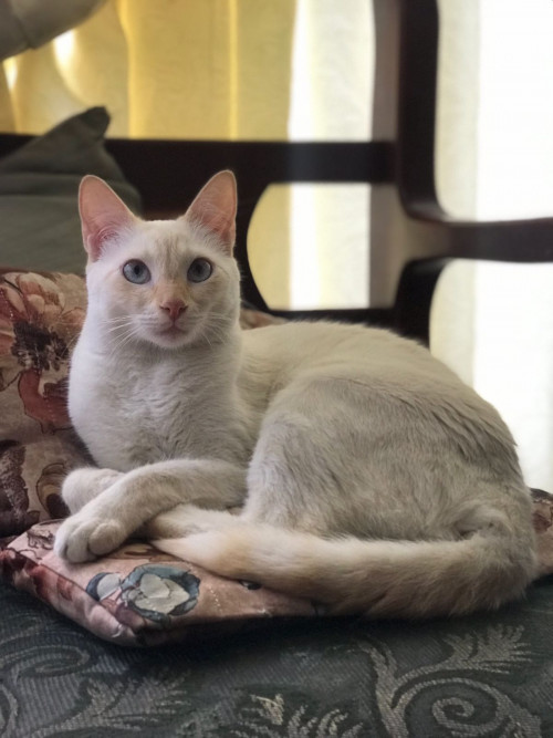 Fiona 