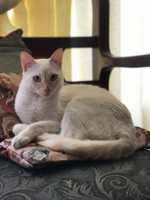 Fiona 