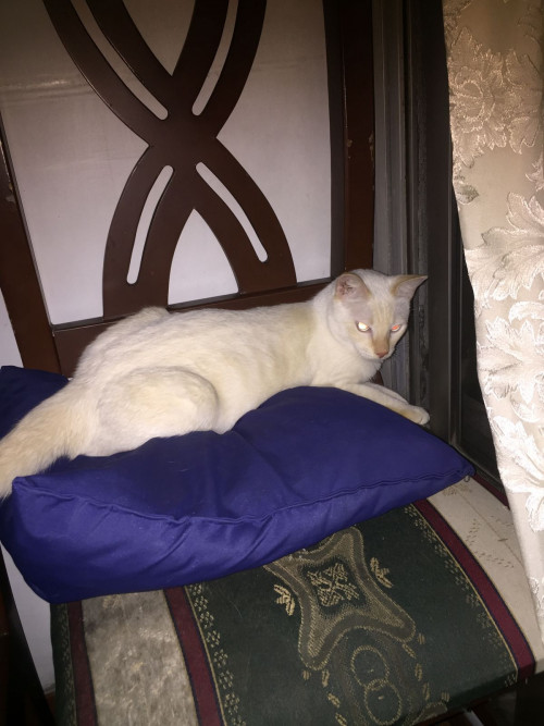 Fiona 