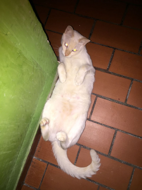 Fiona 