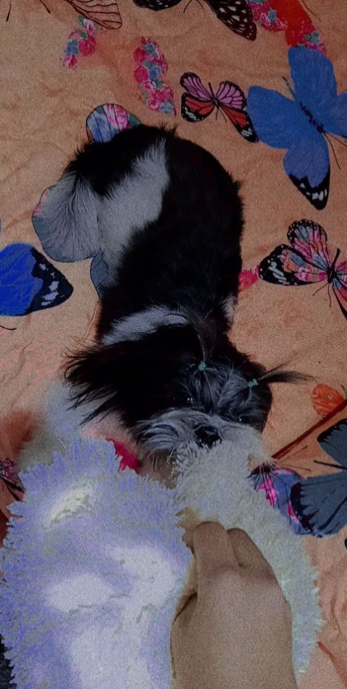 Lupita