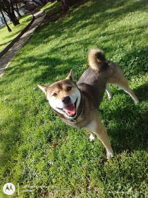 Hatchi 