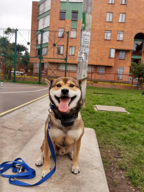 Hatchi 