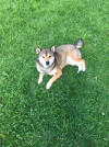 Foto de Hatchi  en Ubaque Cundinamarca #10